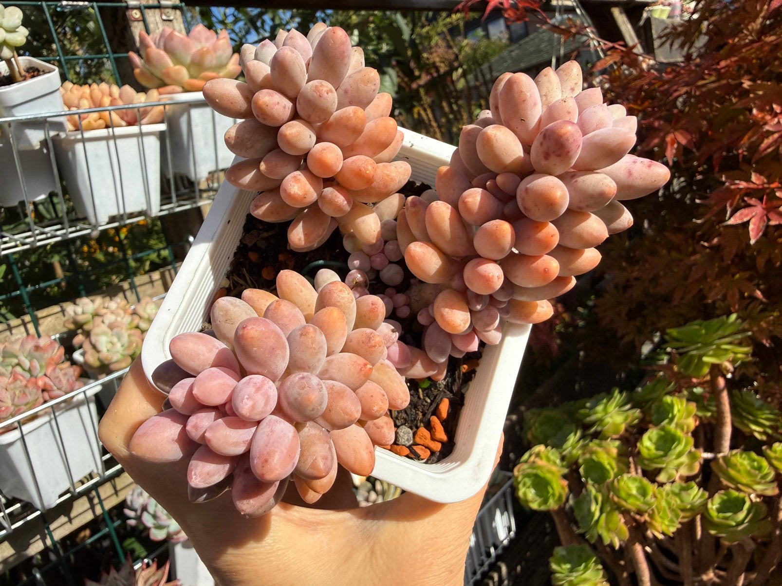 Pachyphytum Baby Finger/pot 10cm/vetplant/succulent, Ophalen of Verzenden, Halfschaduw, Minder dan 100 cm