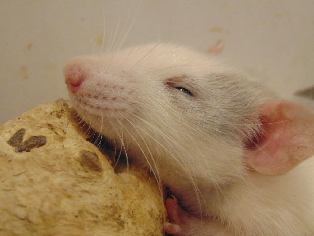 Ratjes erg tam in Assen, Rat, Maart, Meerdere dieren, Tam