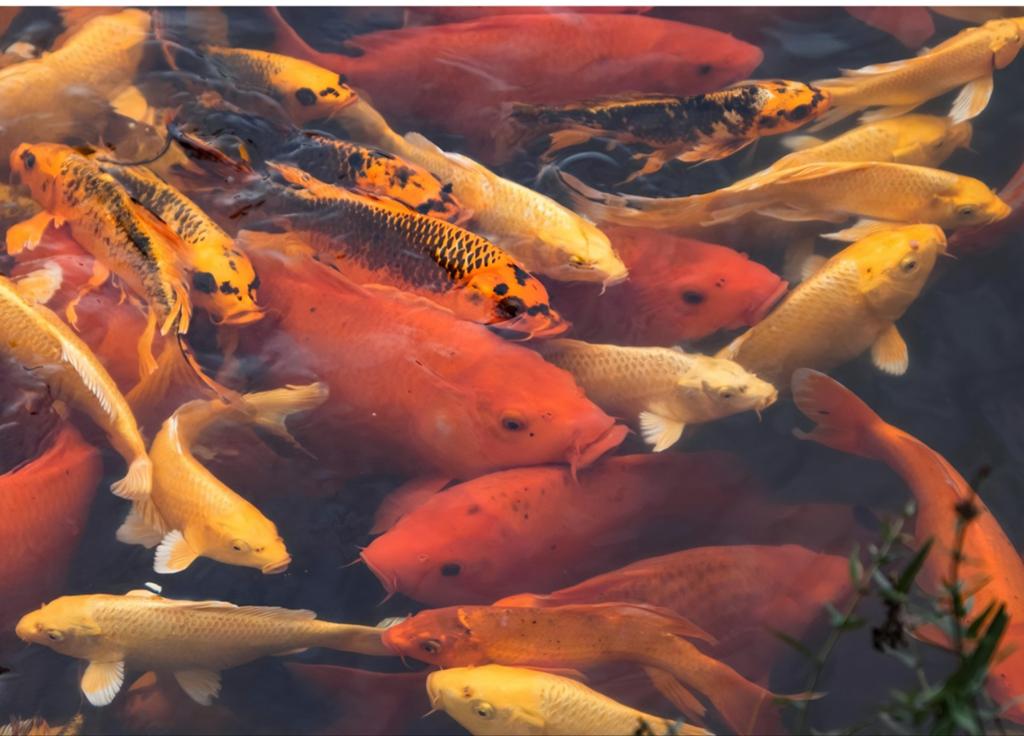 Koi karpers, Karper of Koi