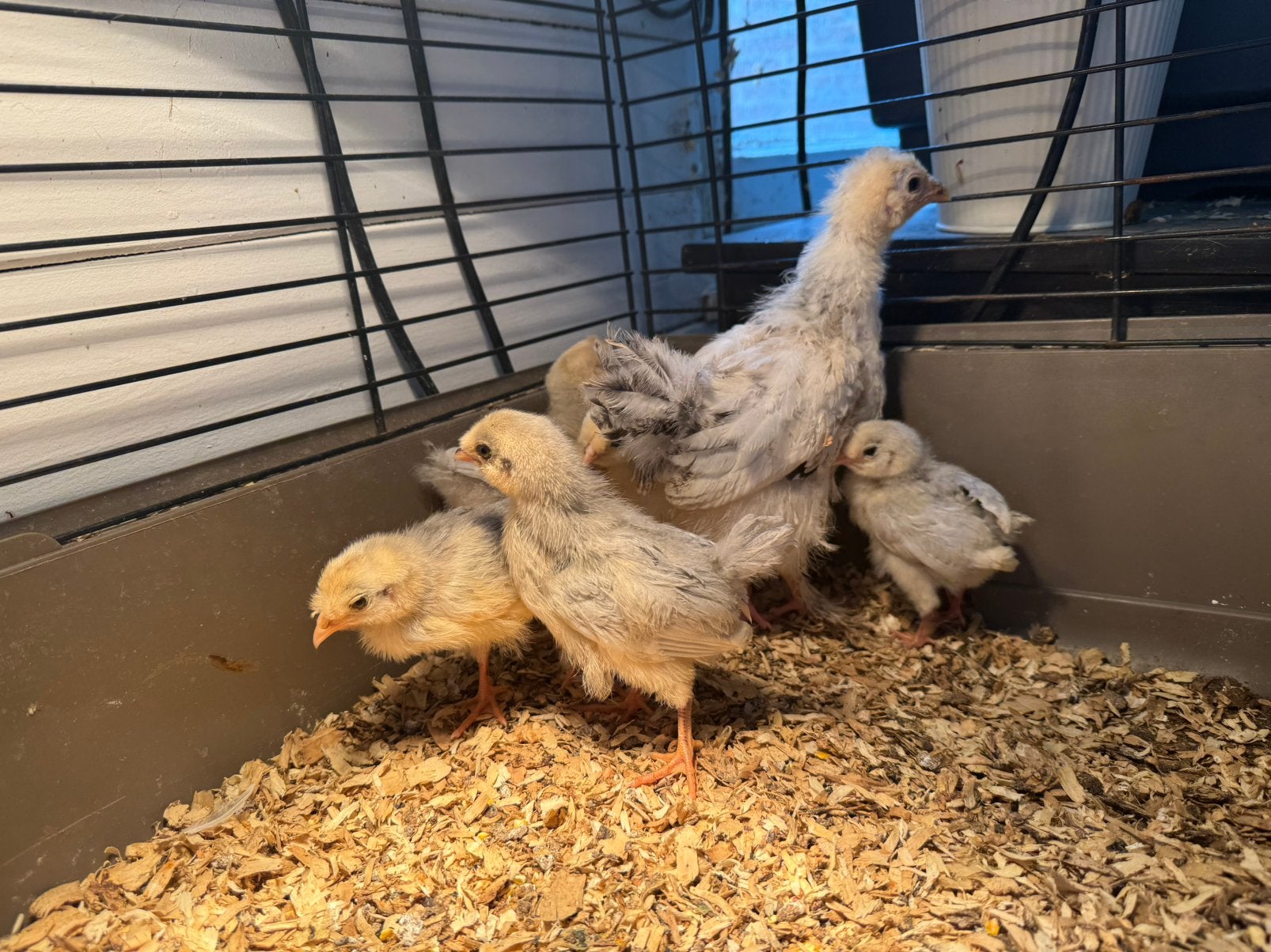 5 araucana lavendel kuikens, Dieren en Toebehoren, Meerdere dieren, Kip