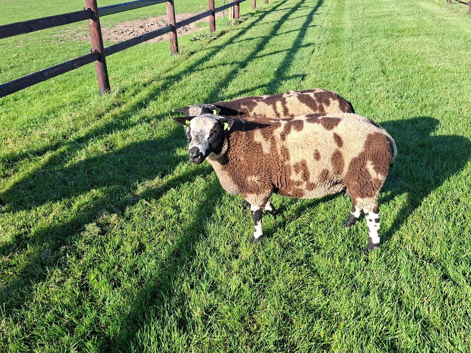 Bonte Dekrammen zwoegervrij, Dieren en Toebehoren, Mannelijk, Schaap, 0 tot 2 jaar