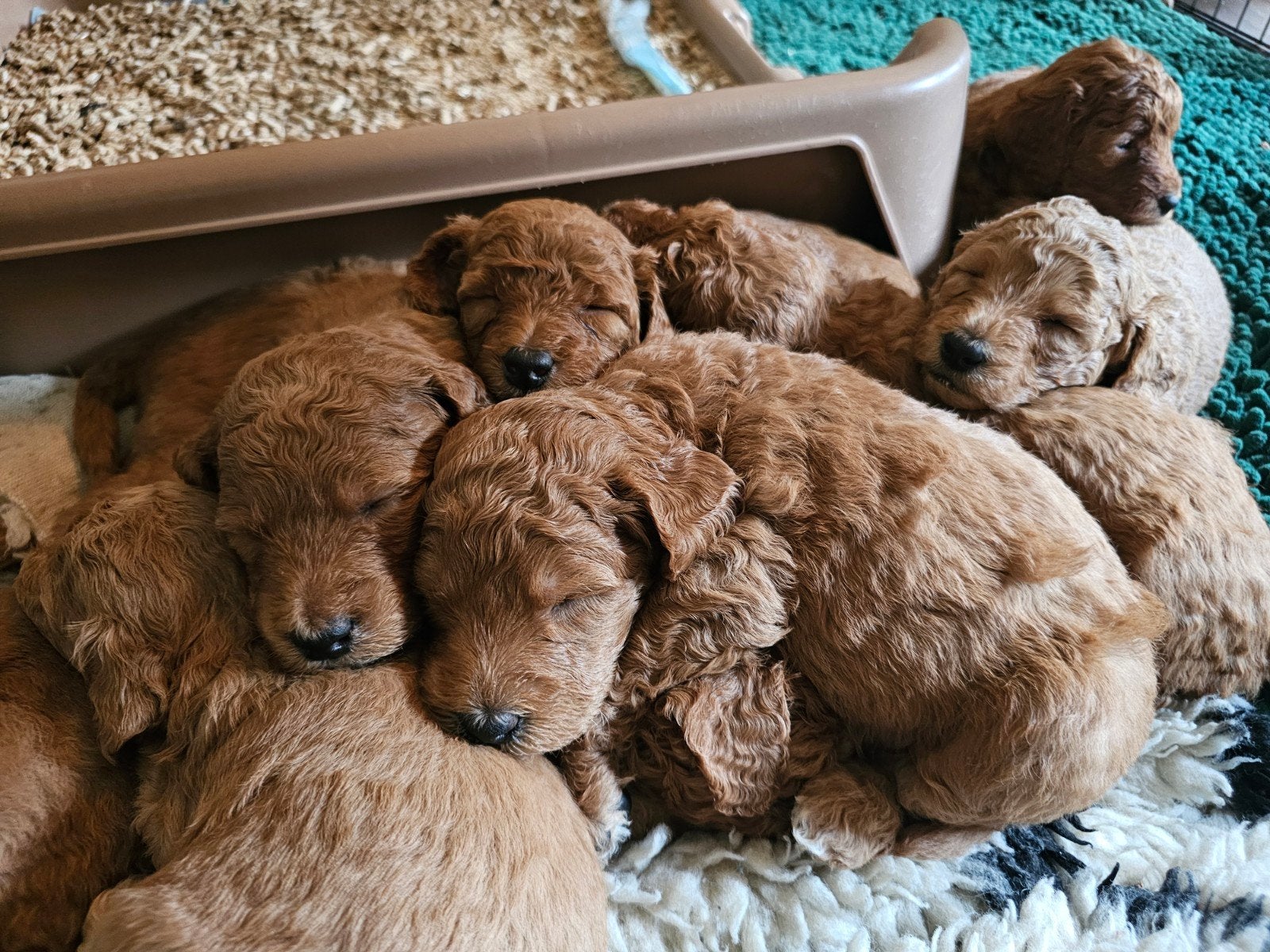 prachtige middenmaat abrikoos poedel pups. Ouders getest, 8 tot 15 weken, Meerdere, Meerdere dieren, Middel