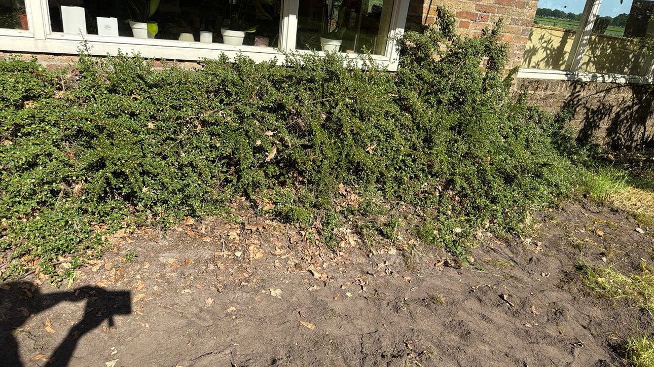 Gratis groenblijvende struik, Tuin en Terras, Planten | Struiken en Hagen, Ophalen, Struik, Minder dan 100 cm