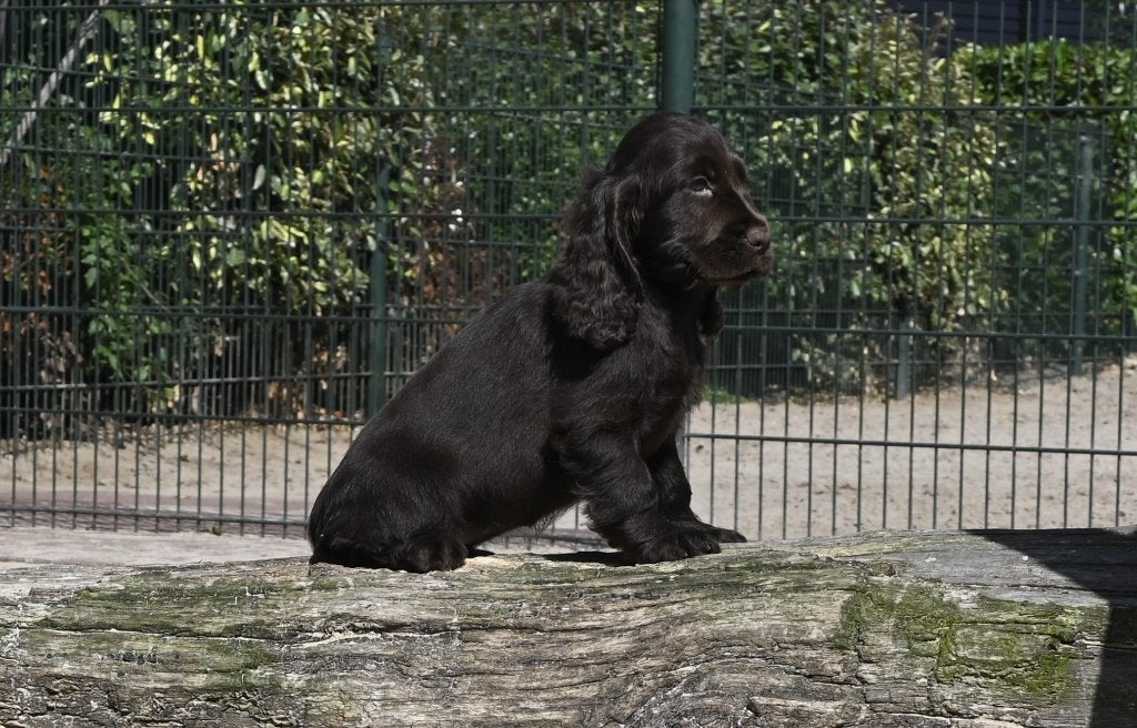 Chocolade bruine Engelse Cocker Spaniel pups, Nederland, CDV (hondenziekte), 8 tot 15 weken, Meerdere