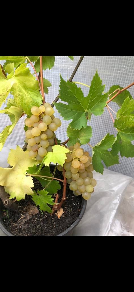 Witte Druiven planten blauwe planten tuinplanten fruitboom, Ophalen of Verzenden, Minder dan 100 cm, Overige soorten, Zomer