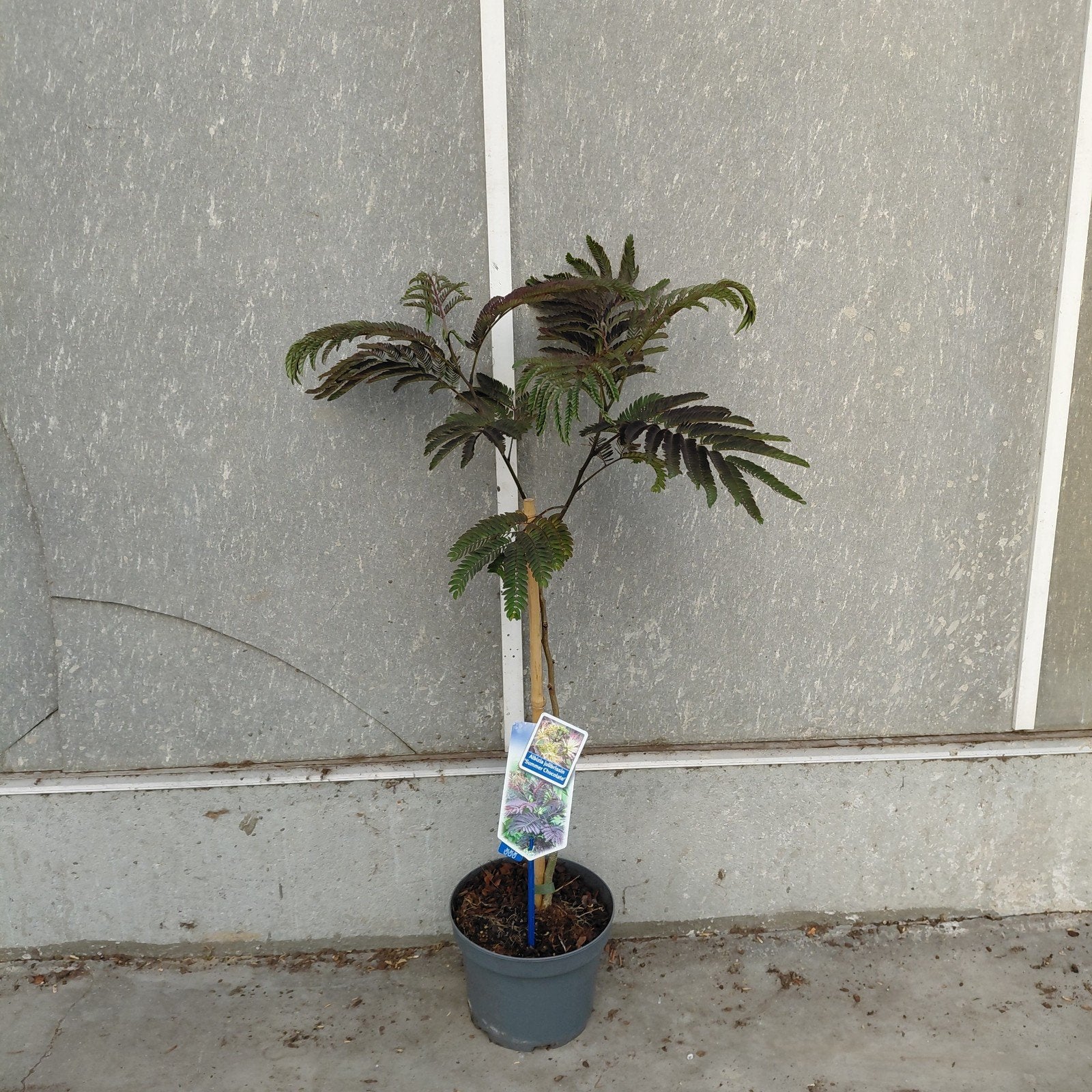 Rode Perzische slaapboom | Albizia j. ' Summer Chocolate', Ophalen of Verzenden, Overige soorten, Volle zon