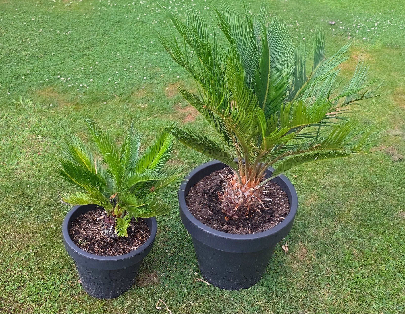 Twee mooie Sagopalmen in pot, Tuin en Terras, Ophalen, Bloeit niet, Overige soorten, Halfschaduw