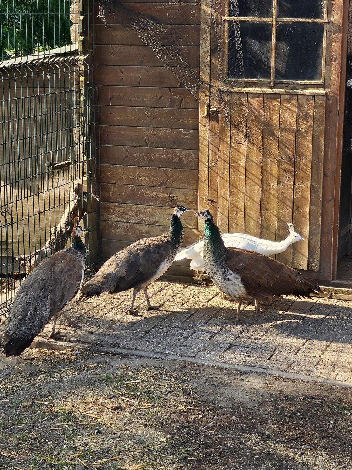 Meerdere pauwhennen tekoop (wildkleur), Dieren en Toebehoren, Pluimvee, Meerdere dieren, Eend