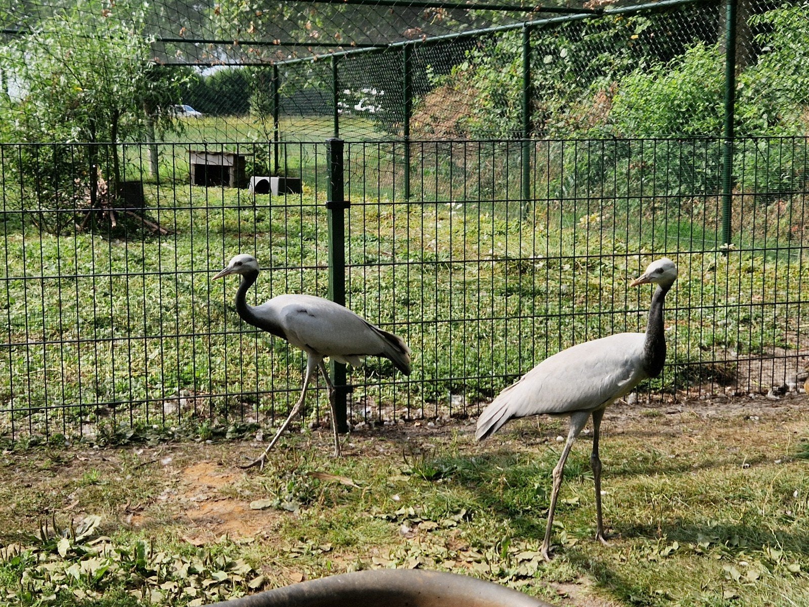 jufferkraanvogels, Dieren en Toebehoren, Pluimvee, Mannelijk