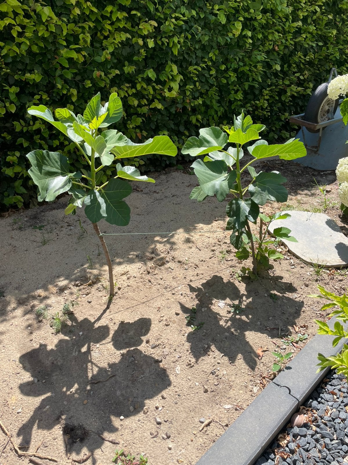 2 jonge vijgen boompjes, Tuin en Terras, Planten | Fruitbomen, Ophalen, Minder dan 100 cm, Overige soorten, Zomer