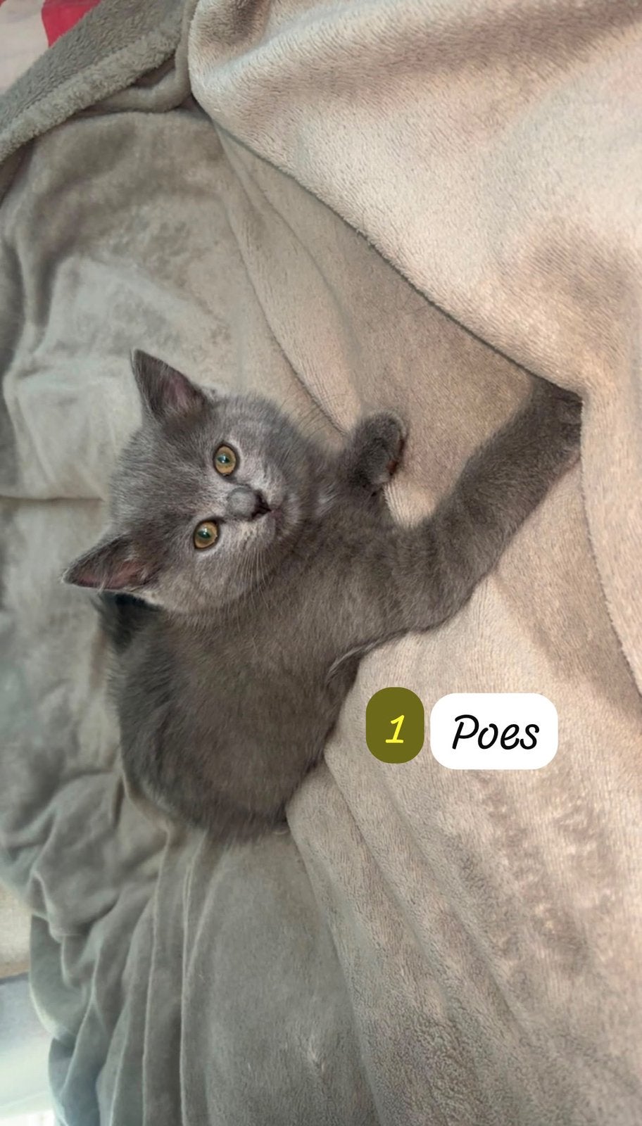 5 Britse korthaar x bluepoint ragdoll kittens, Meerdere dieren, Ontwormd