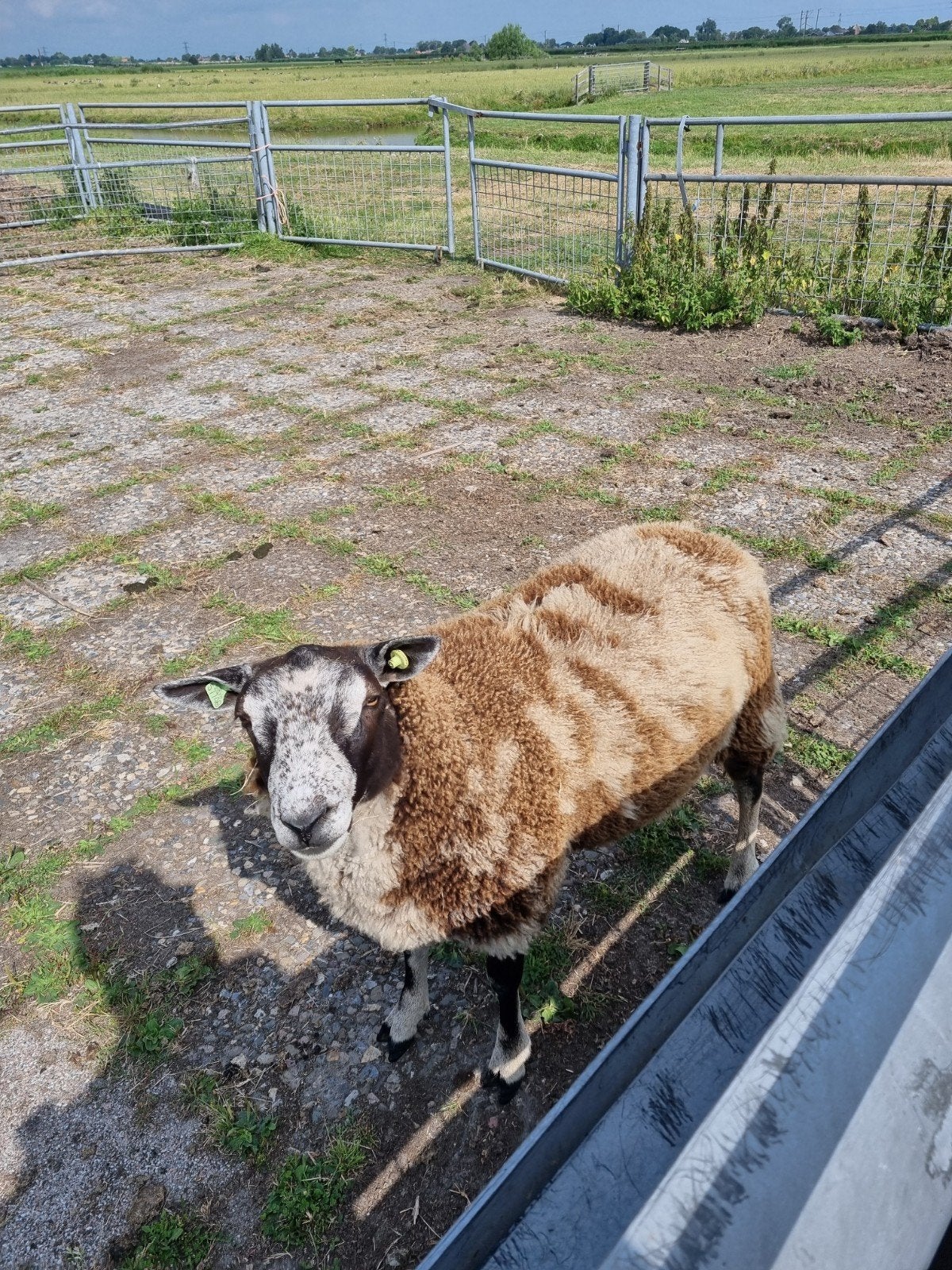 Unieke bonte dassenkop dekram 1,5 jaar, Dieren en Toebehoren, Schapen, Geiten en Varkens, Mannelijk, Schaap, 0 tot 2 jaar