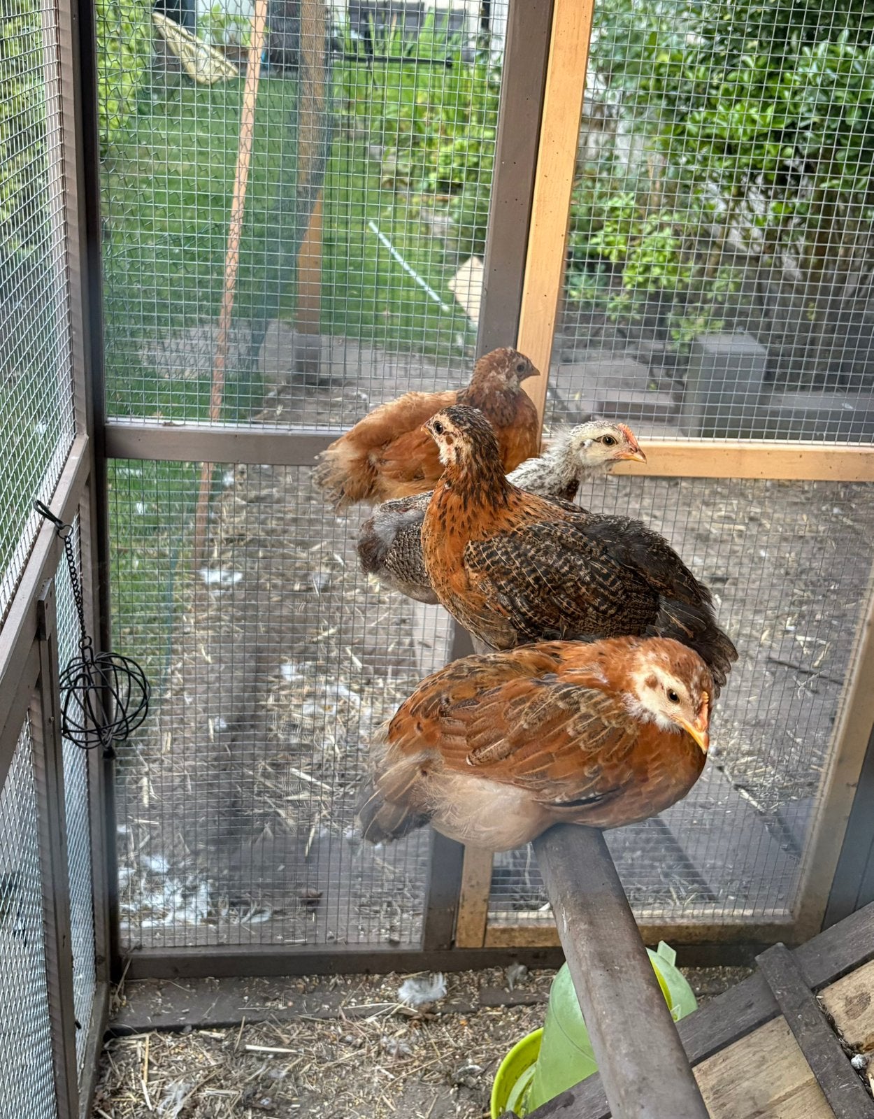 Kuikens te koop, 7 weken oud, Dieren en Toebehoren, Pluimvee, Geslacht onbekend, Kip