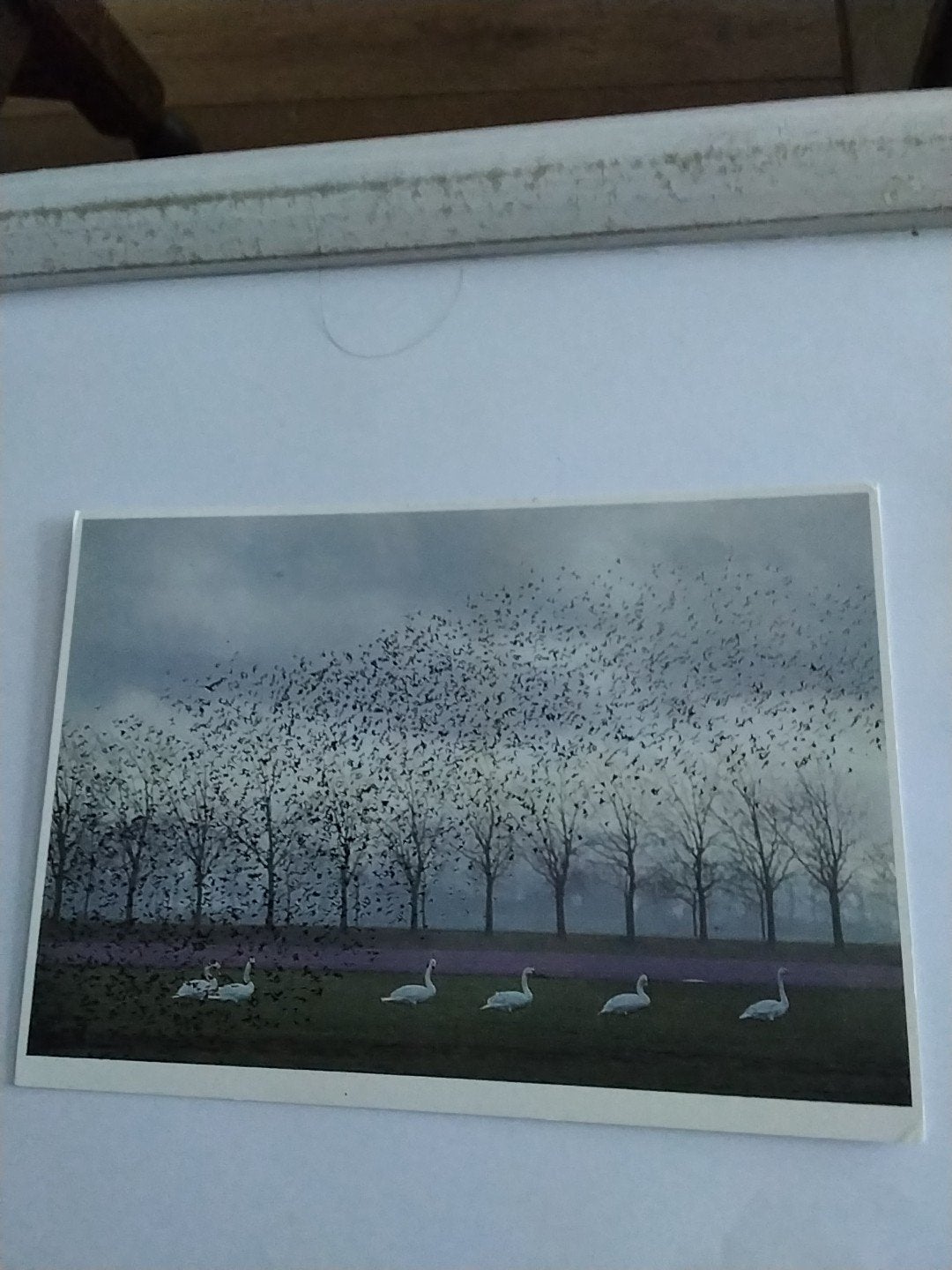 Ansichtkaart met zwanen en vogels in de lucht, Ophalen of Verzenden, 1980 tot heden, Ongelopen