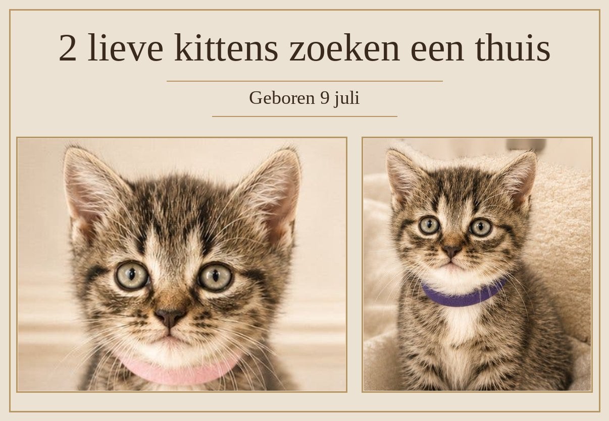 Prachtige sociale kittens – Brits/Ragdoll achtergrond, Dieren en Toebehoren, Meerdere dieren, Kortharig, 0 tot 2 jaar