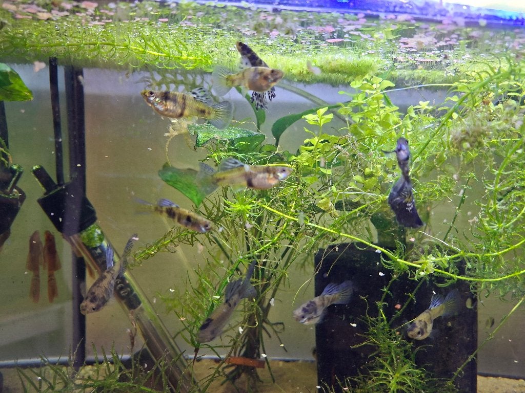 Jong volw blue tiger guppen vrouwtjes, Vis