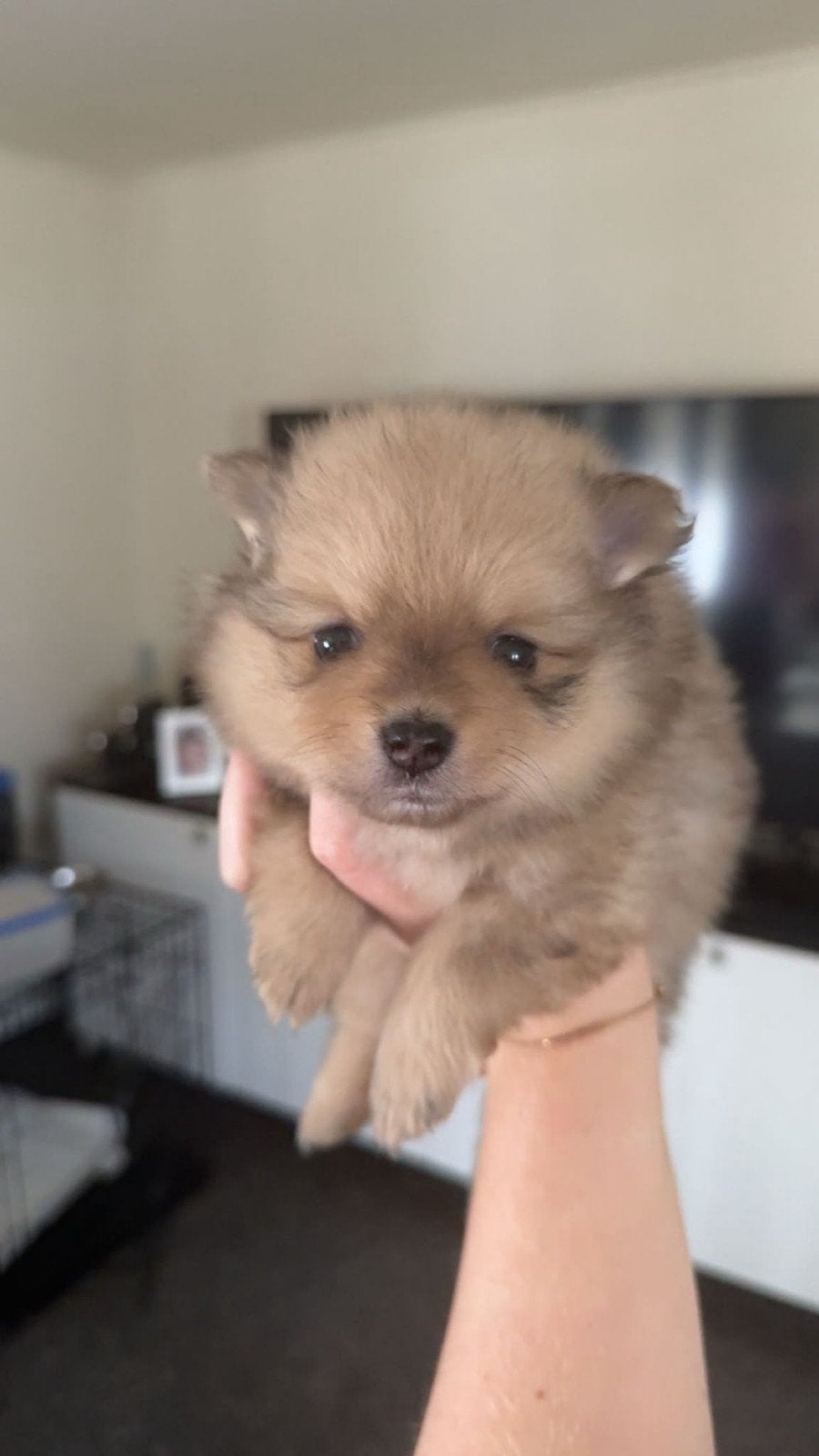 pomriaan pups teefje, 8 tot 15 weken, Teef, Eén hond, CDV (hondenziekte)