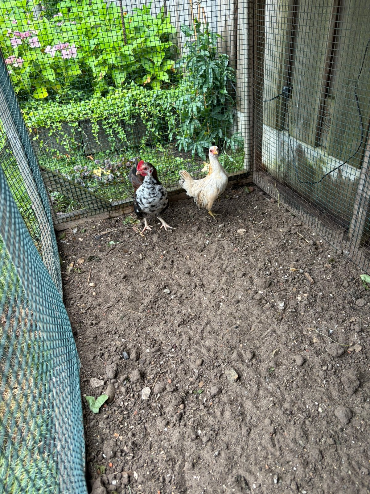Mooi klein serama haantje  gratis, Dieren en Toebehoren, Pluimvee, Mannelijk, Kip