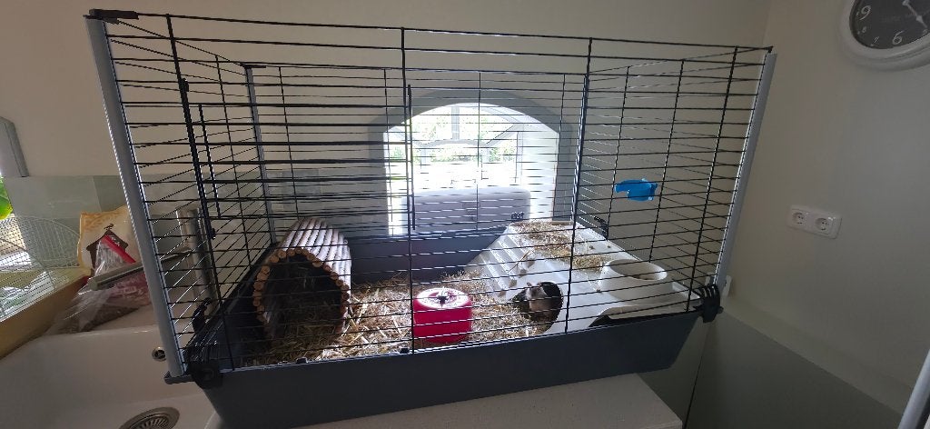 Gerbils, gratis, Dieren en Toebehoren, Knaagdieren, Maart, Geslacht onbekend, Overige typen, Tam