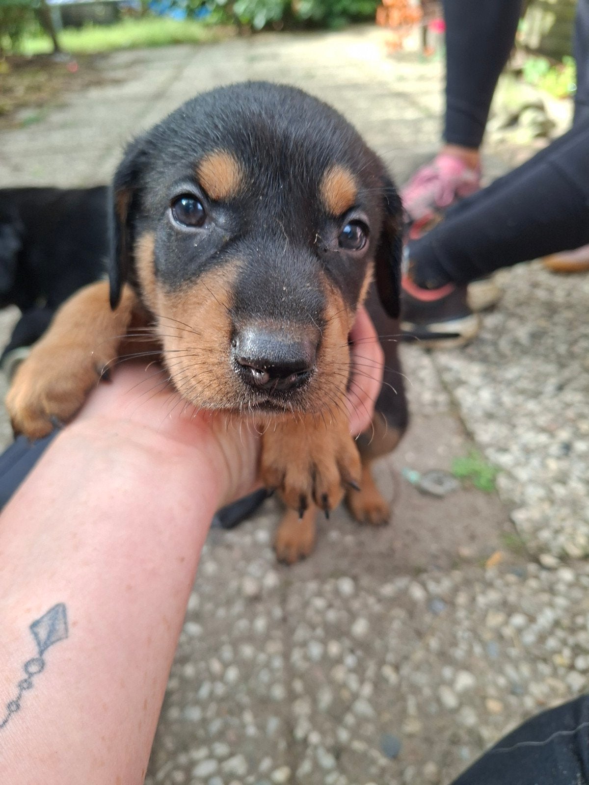 vizsla X Australische herder puppy's, 8 tot 15 weken, Meerdere, Meerdere dieren, CDV (hondenziekte)