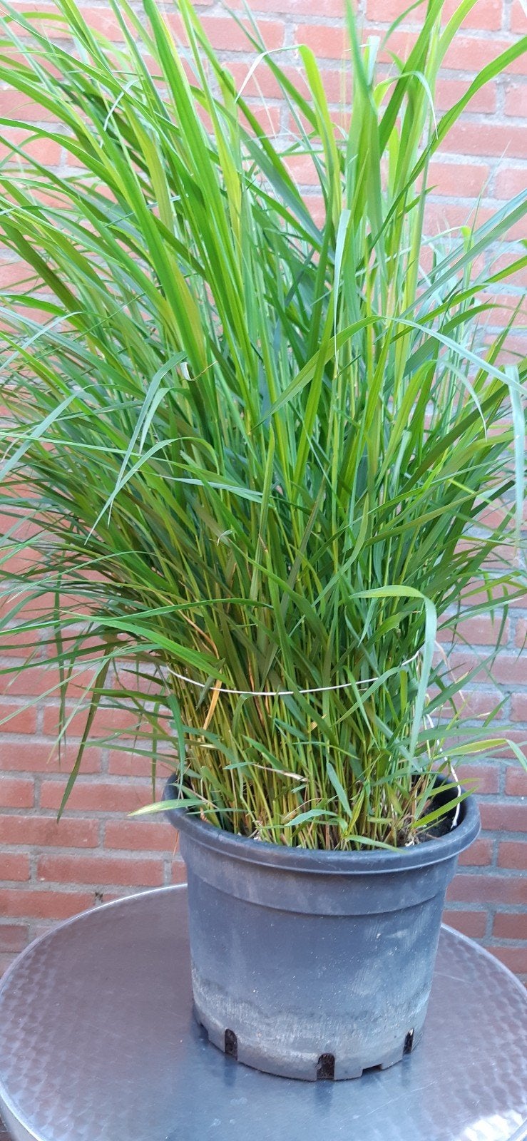 Siergras miscantis, Ophalen, Siergrassen, Volle zon