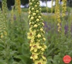 BIOLOGISCH ZAAD van  TOORTS bloeit geel  KONINGSKAARS, Ophalen of Verzenden, Gehele jaar, Halfschaduw, Zaad