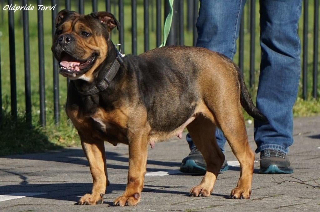 Bulldogs puppies   Engelse bulldog  Old Englische Bulldog, Dieren en Toebehoren, Parvo, 8 tot 15 weken, Bulldog, Meerdere