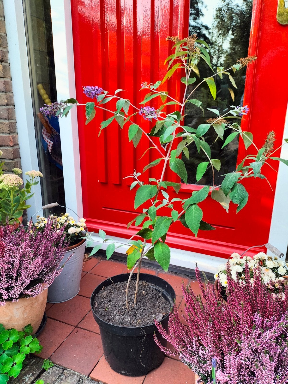 Vlinderstruikstek, roze-paars, voor €6,50, Ophalen, Vlinderstruik, Struik, 100 tot 250 cm