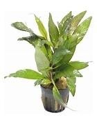 hygrophila angustifolia rubra €4,95, ., Plant(en), Steen of Hout, Nieuw, Ophalen of Verzenden