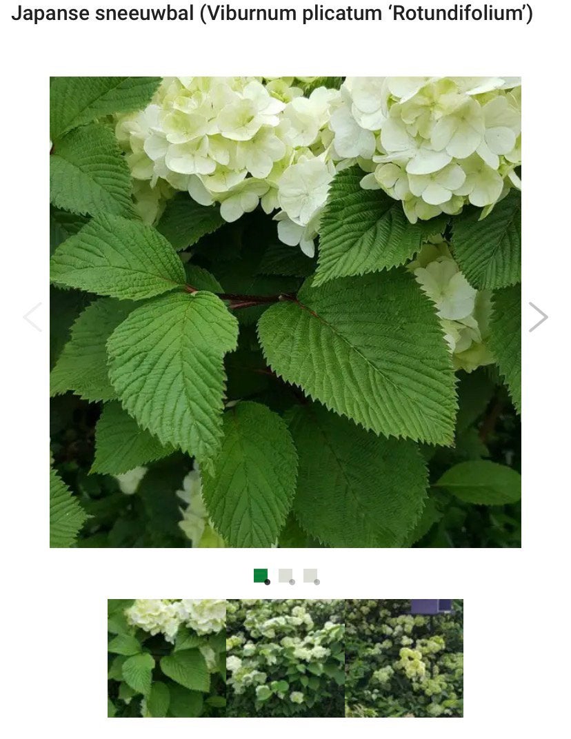 Viburnum Plicatum, Ophalen, Volle zon