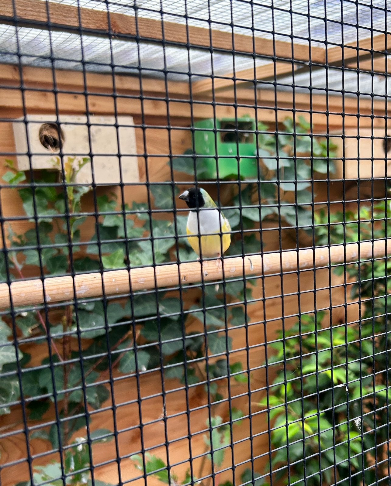 Bewezen koppel gould amadines met 4 jongen, Dieren en Toebehoren, Meerdere dieren