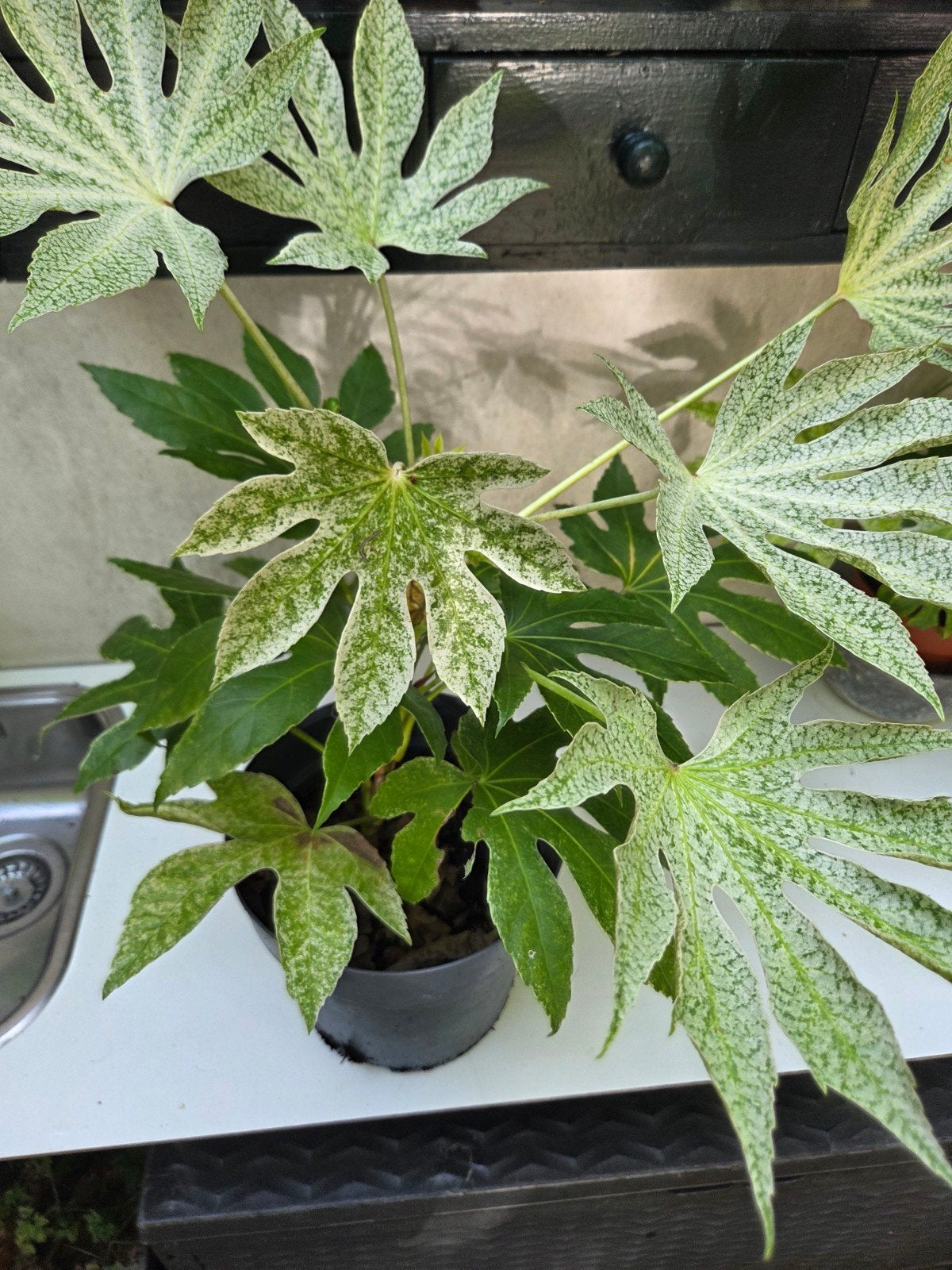 Vingerplant (Fatsia japonica) - Prachtige kamerplant, Ophalen, Overige soorten, Halfschaduw