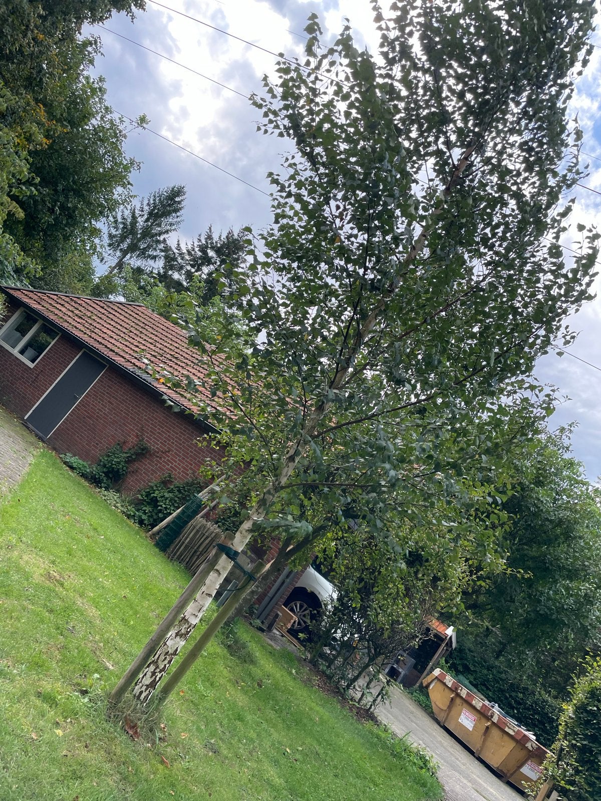 Mooie, gezonde berk van 5 meter hoog te koop, Tuin en Terras, Ophalen of Verzenden, Overige soorten, 400 cm of meer