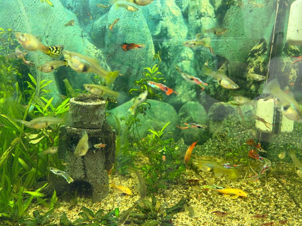 Guppies mix, Dieren en Toebehoren, Vis, Zoetwatervis
