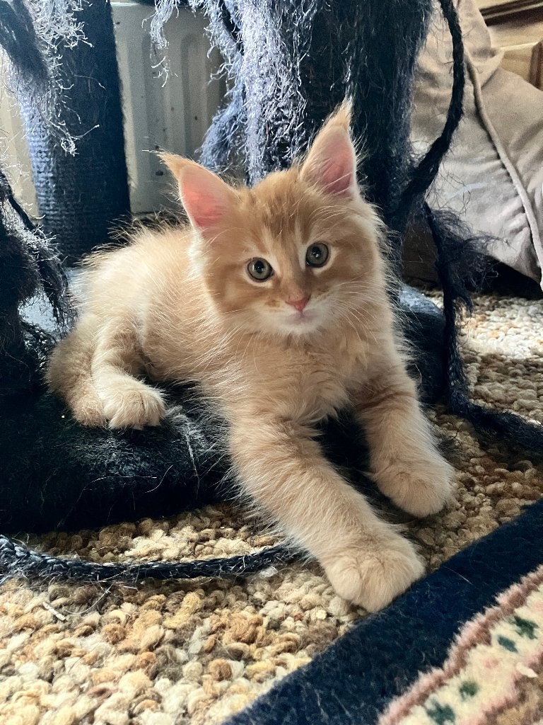 Kittens kruising Ragdoll-Maine Coon, Meerdere dieren, Gechipt, 0 tot 2 jaar