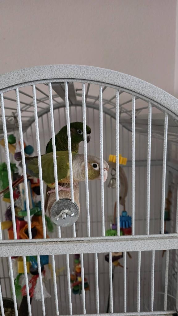 Pyrrhura te koop, Dieren en Toebehoren, Vogels | Parkieten en Papegaaien, Meerdere dieren, Parkiet, Tam