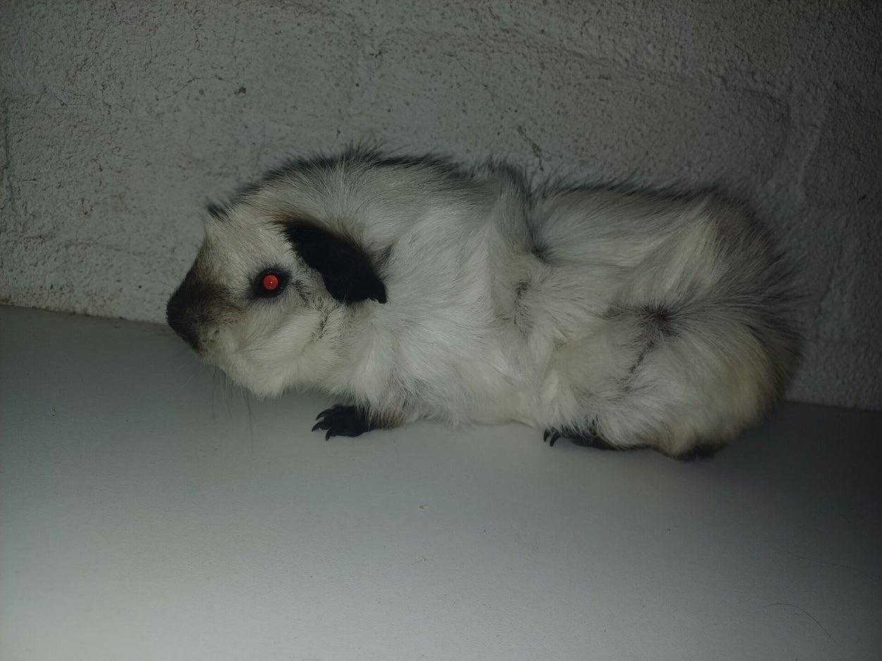 borstel en peruvian beren ivm stoppen hobbyfok, Dieren en Toebehoren, Cavia, Januari, Meerdere dieren, Tam