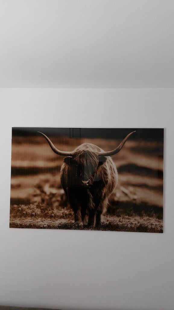 Glas schilderij Schotse hooglander, Ophalen