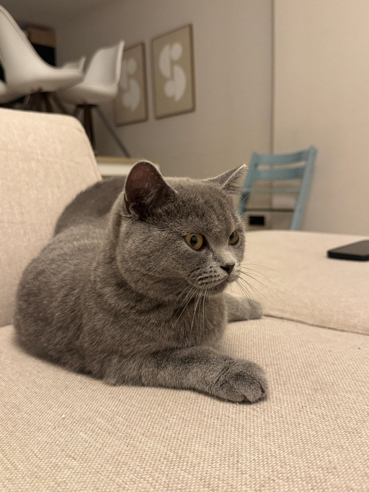 Britse korthaar Bala (grijs) | 8 maanden, Poes, Kortharig, 0 tot 2 jaar