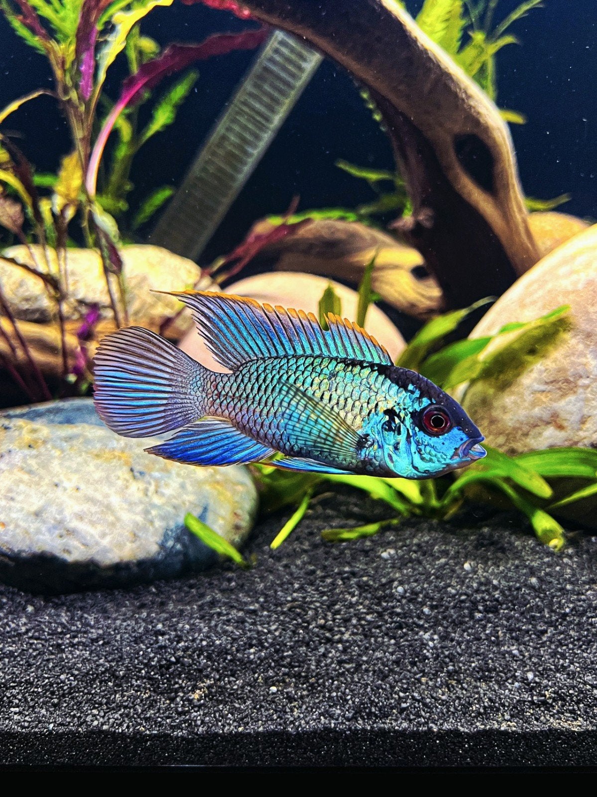 Elecktrick Blue Acara Cichliden!, Vis