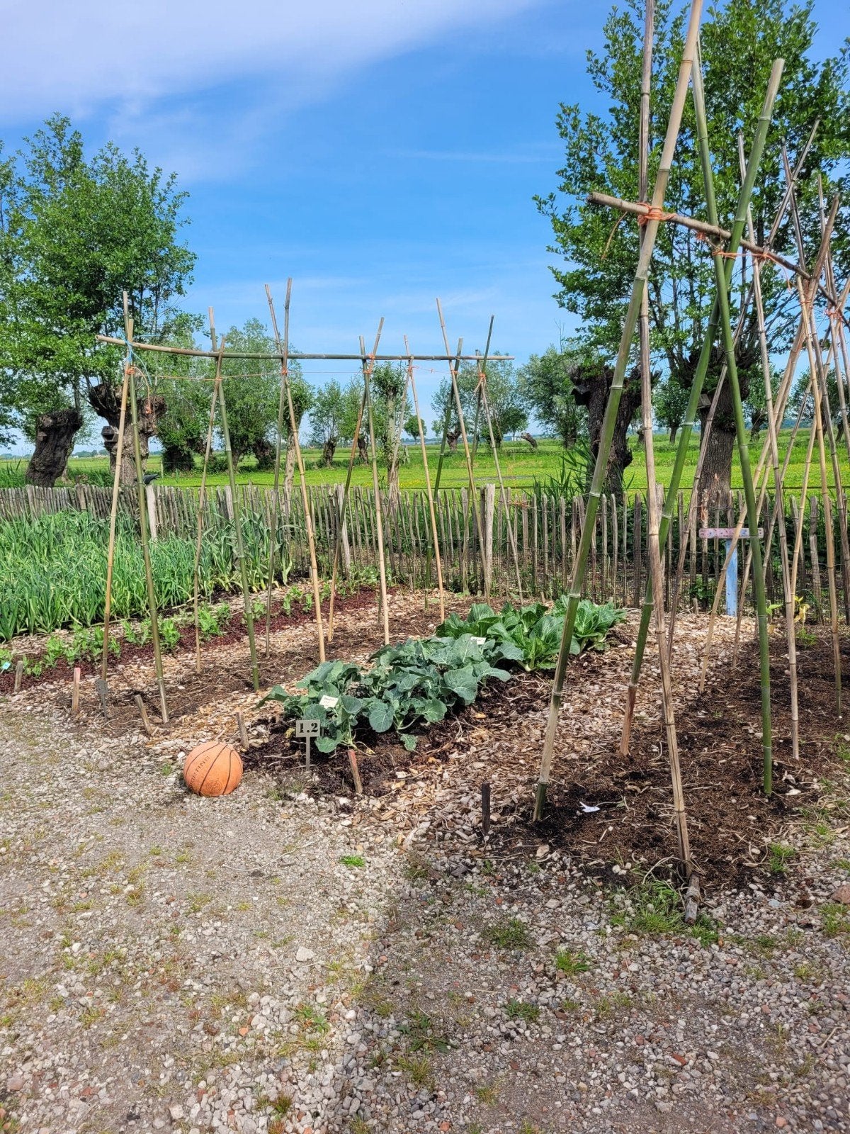 Hulp gezocht biologische moestuin voedselpark, Ophalen, Groenteplanten, Volle zon