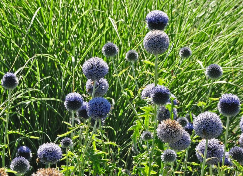 Gratis kogeldistel echinops, Ophalen, Vaste plant, Overige soorten, Volle zon