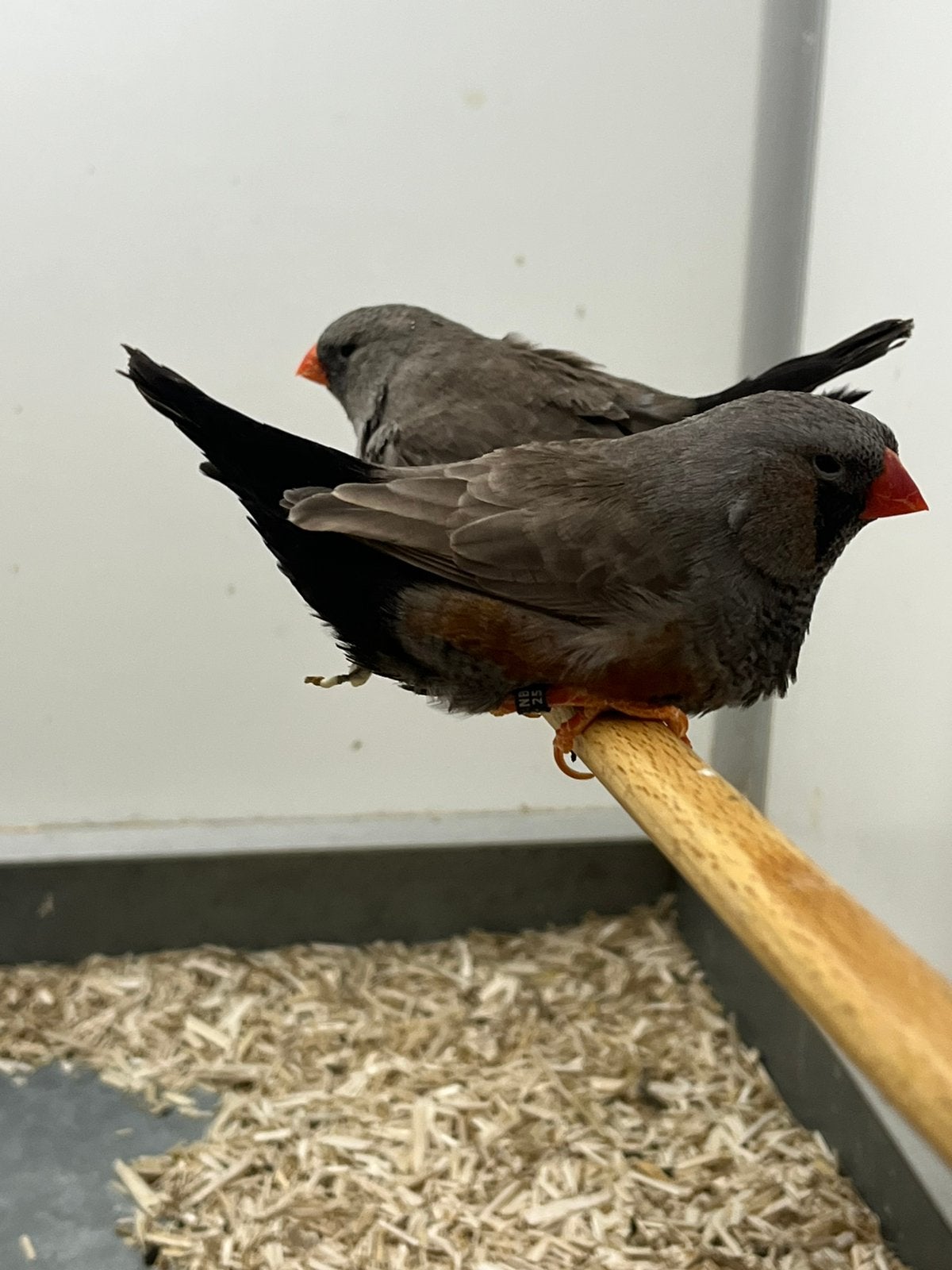 1-1 Zebravino Charcoal, Meerdere dieren, Tropenvogel, Geringd