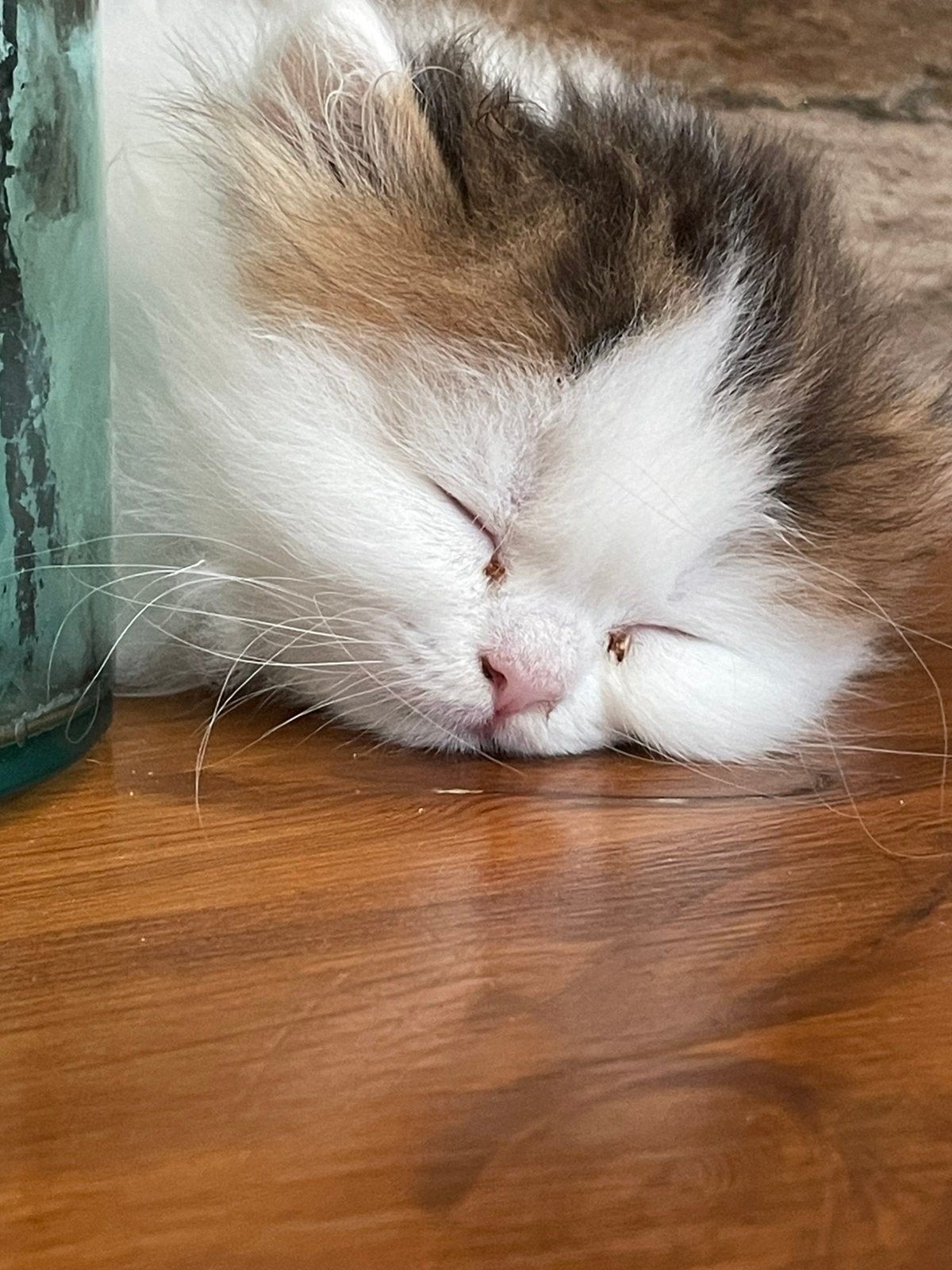 Prachtige Brits Langhaar kittens, Meerdere dieren, 0 tot 2 jaar