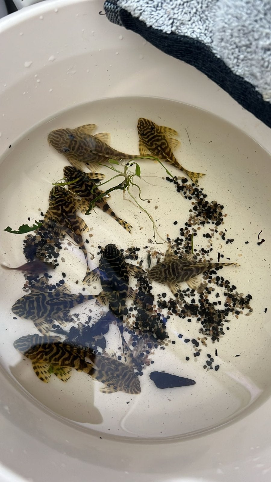 Bewezen Kweekgroep L134 Leopard Frog Pleco - 9 stuks 3M / 6V, Dieren en Toebehoren, Vis