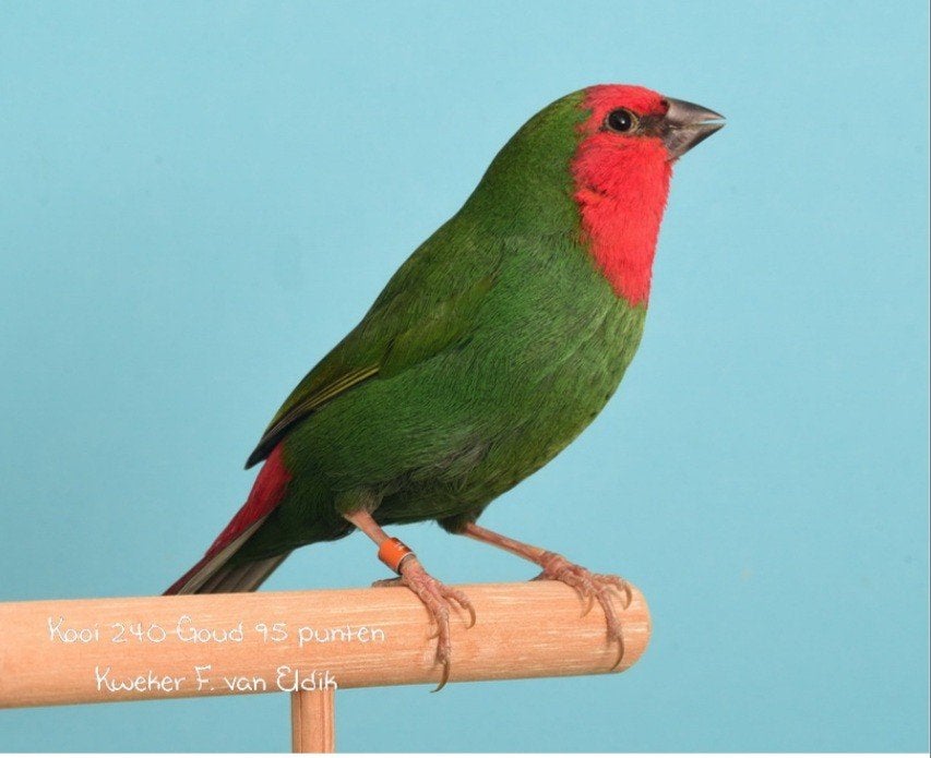 Gezocht roodkop papagaai amadine pop, Dieren en Toebehoren, Vogels | Overige Vogels, Vrouwelijk