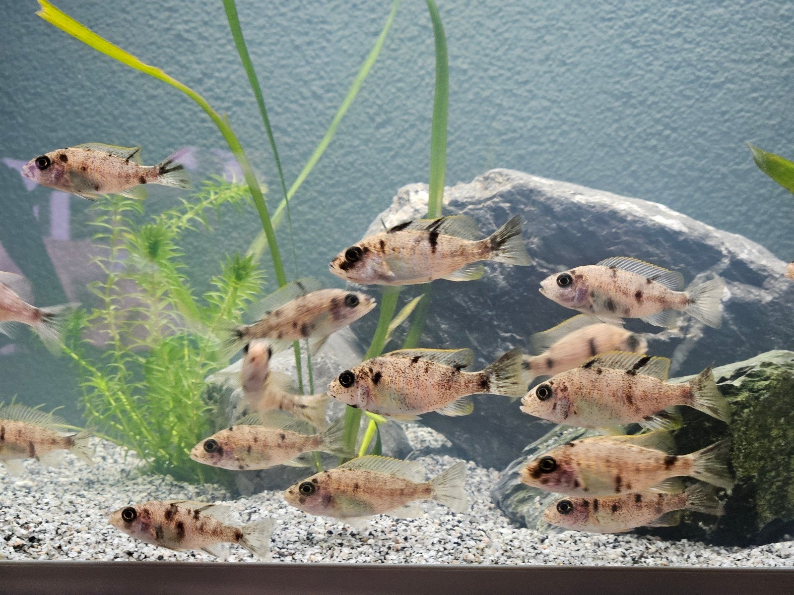 Aulonocara Multicolour, Vis, Zoetwatervis