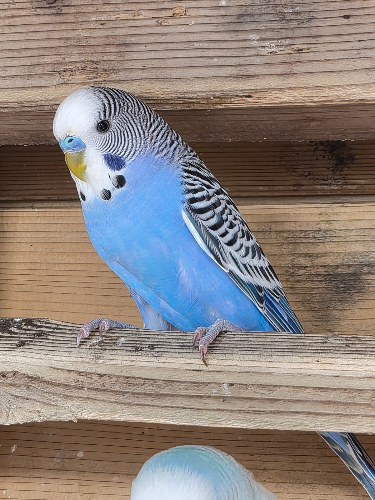 Parkiet, 14 weken. Man, Dieren en Toebehoren, Mannelijk, Parkiet, Tam