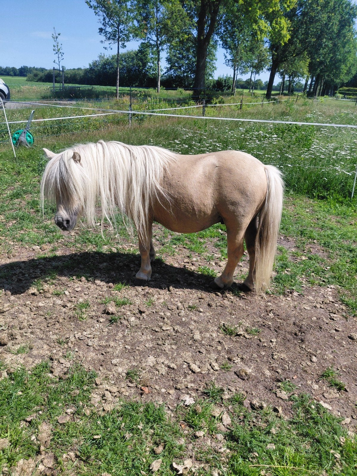 Te koop super mooie palomino Shetlander hengst., Hengst