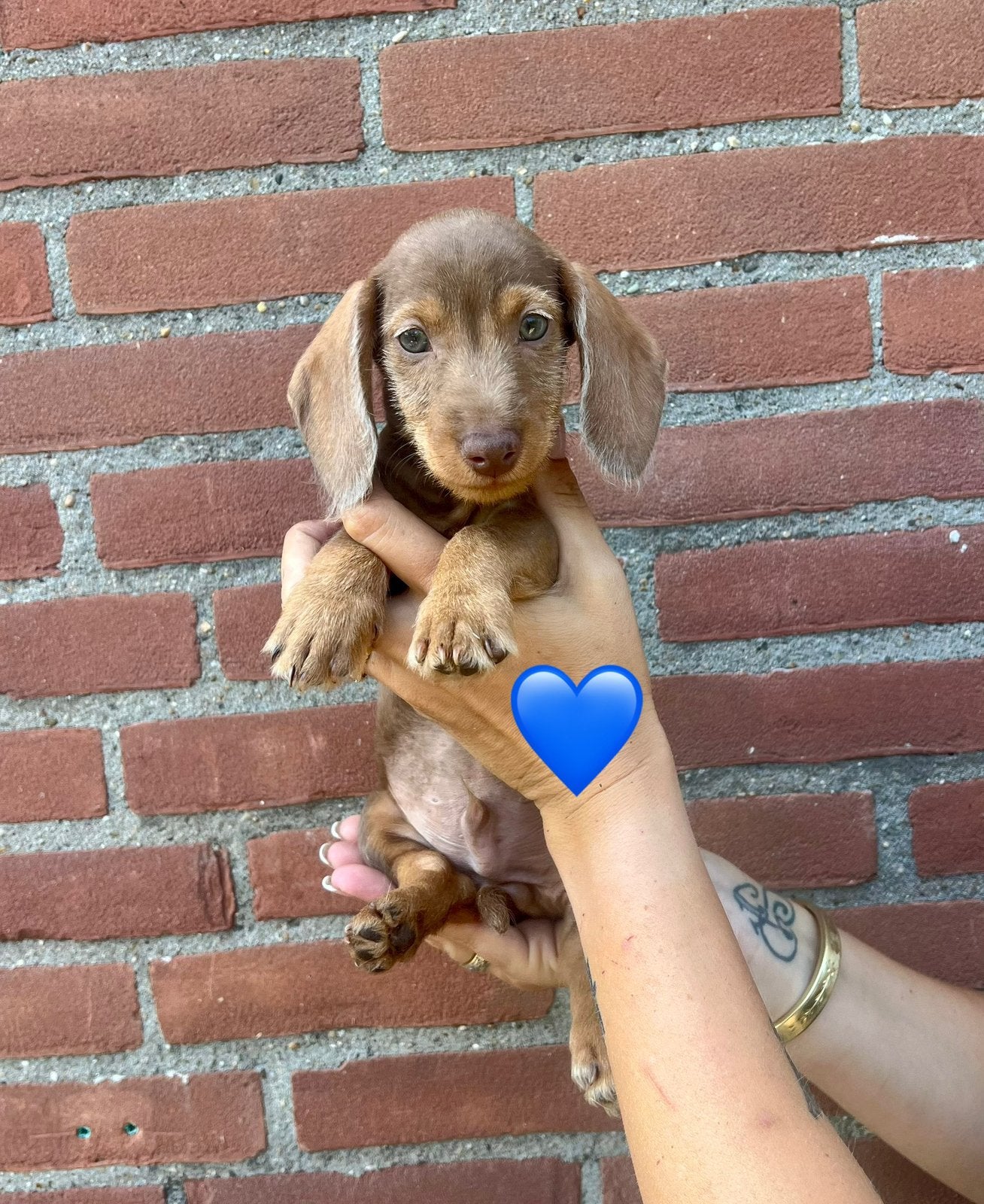 🩷🩷💙 dwergteckel dwerg teckel pups mogen verhuizen 💙🩷🩷, Dieren en Toebehoren, Parvo, 8 tot 15 weken, Korthaar, Dwerg